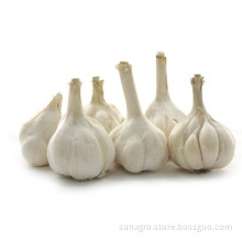 5.0-5.5cm quality white garlic